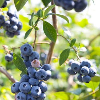 Growing-Highbush-Blueberries-in-the-Garden